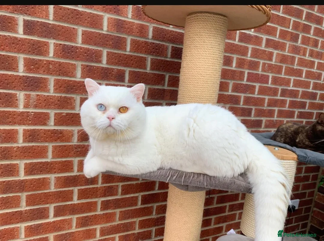 Brazilian Shorthair cats for sale: ✈️Special Home Wanted 🏡 - Advert 1
