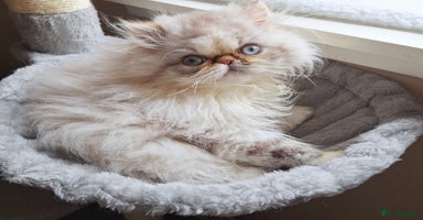 Persian cats - Advert 15