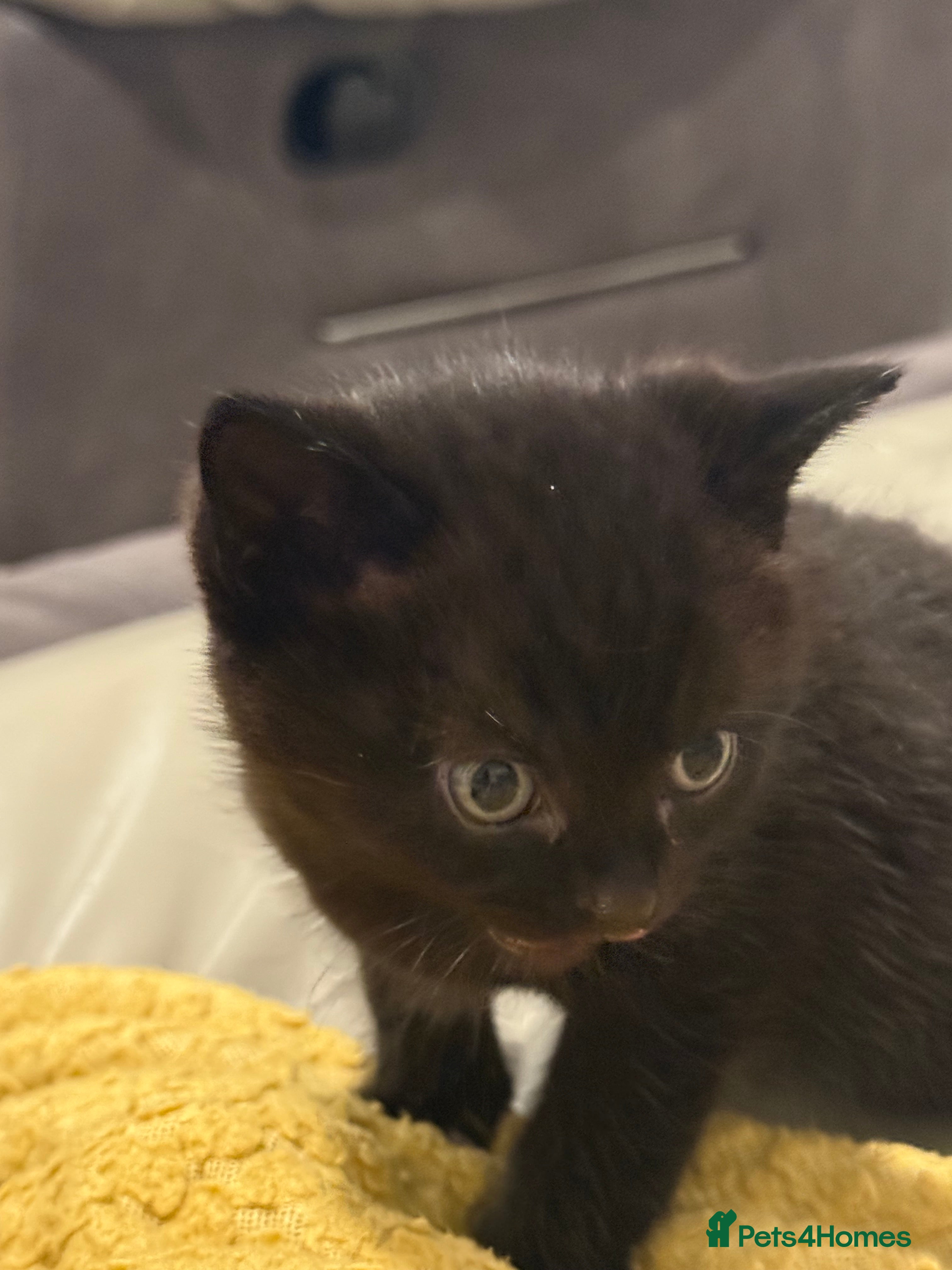 Mixed Breed cats 🤩🤩 10 beautifull fur babies 🤩🤩 - Advert 1