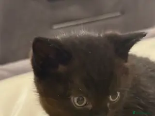 Mixed Breed cats 🤩🤩 10 beautifull fur babies 🤩🤩 - Advert 5