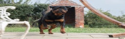 Rottweiler dogs for sale: Rottweiler for sale - Advert 3