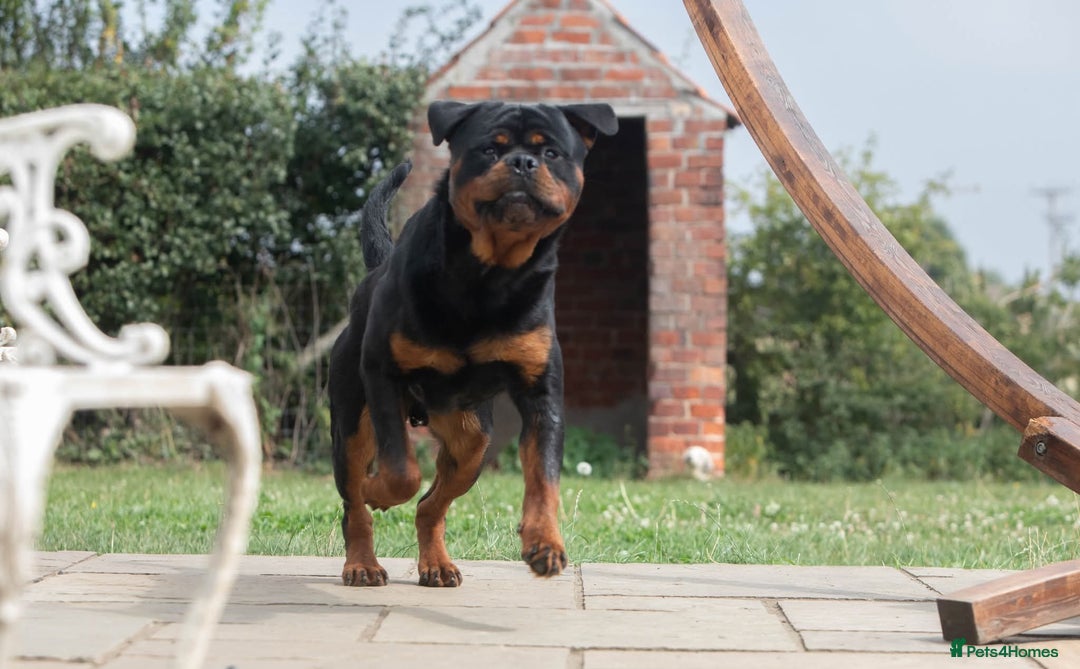 Rottweiler dogs for sale: Rottweiler for sale - Image 3