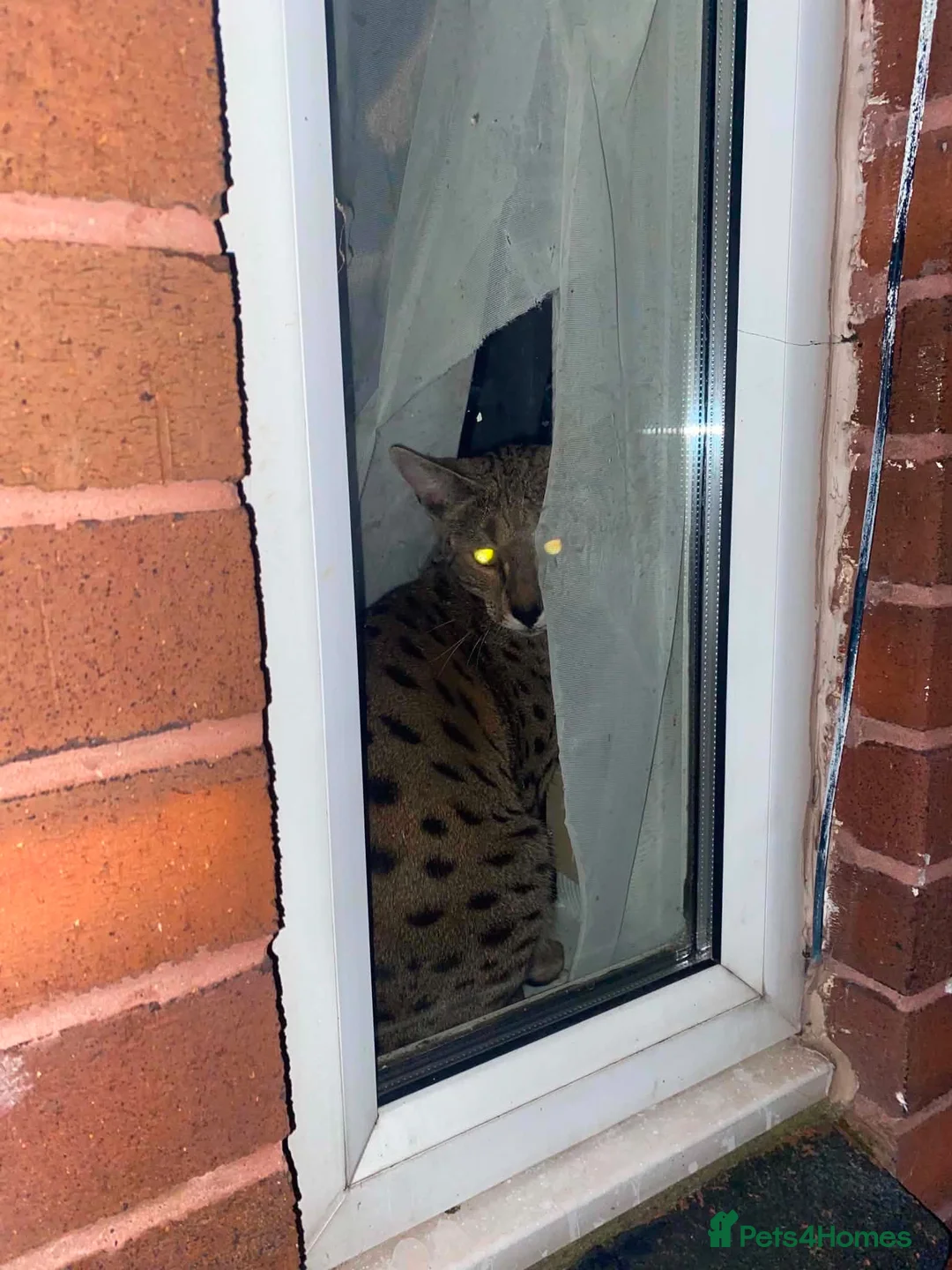 Savannah cats for sale: Friendly & Loving Cat  Looks Like a Mini Wild Cat in Jarrow - Advert 2