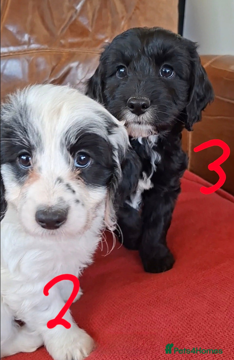 Cockapoo dogs F1 Cockapoo Pups fully vaccinated and ready to go. - Advert 10