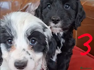 Cockapoo dogs F1 Cockapoo Pups fully vaccinated and ready to go. - Advert 10