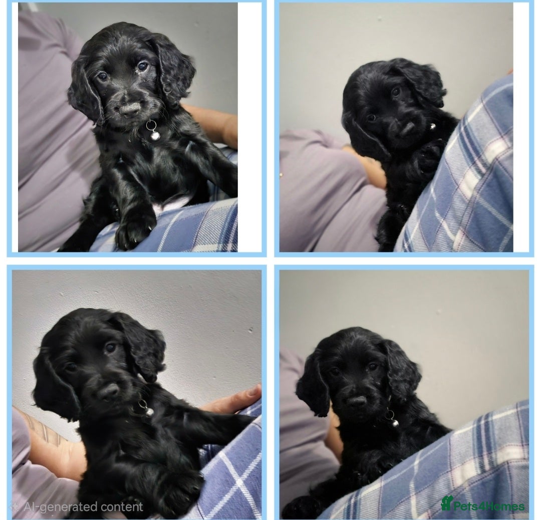 Cocker Spaniel dogs Working cocker pups - Advert 1