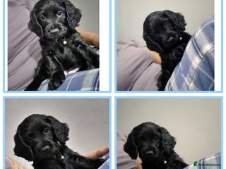 Cocker Spaniel dogs Working cocker pups - Advert 1