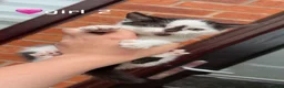 Mixed Breed cats for sale: 4 mixedbreed kittens for sale  - Advert 7