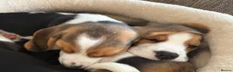 Beagle dogs for sale: Exceptional KC Beagle puppies  - Advert 5