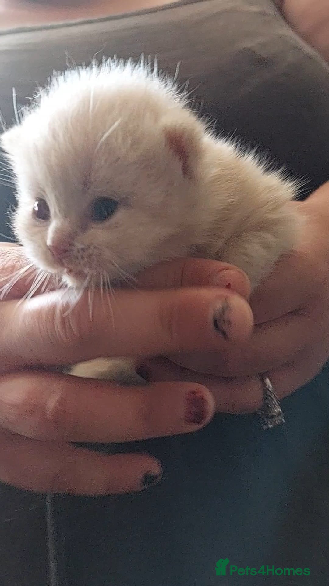 British Shorthair cats for sale:  ✨️ Joyful British Shorthair Kittens ✨️ - Image 11