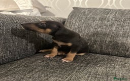 Mixed Breed dogs for sale: Bull X Lurchers - Working Lines - Image 9