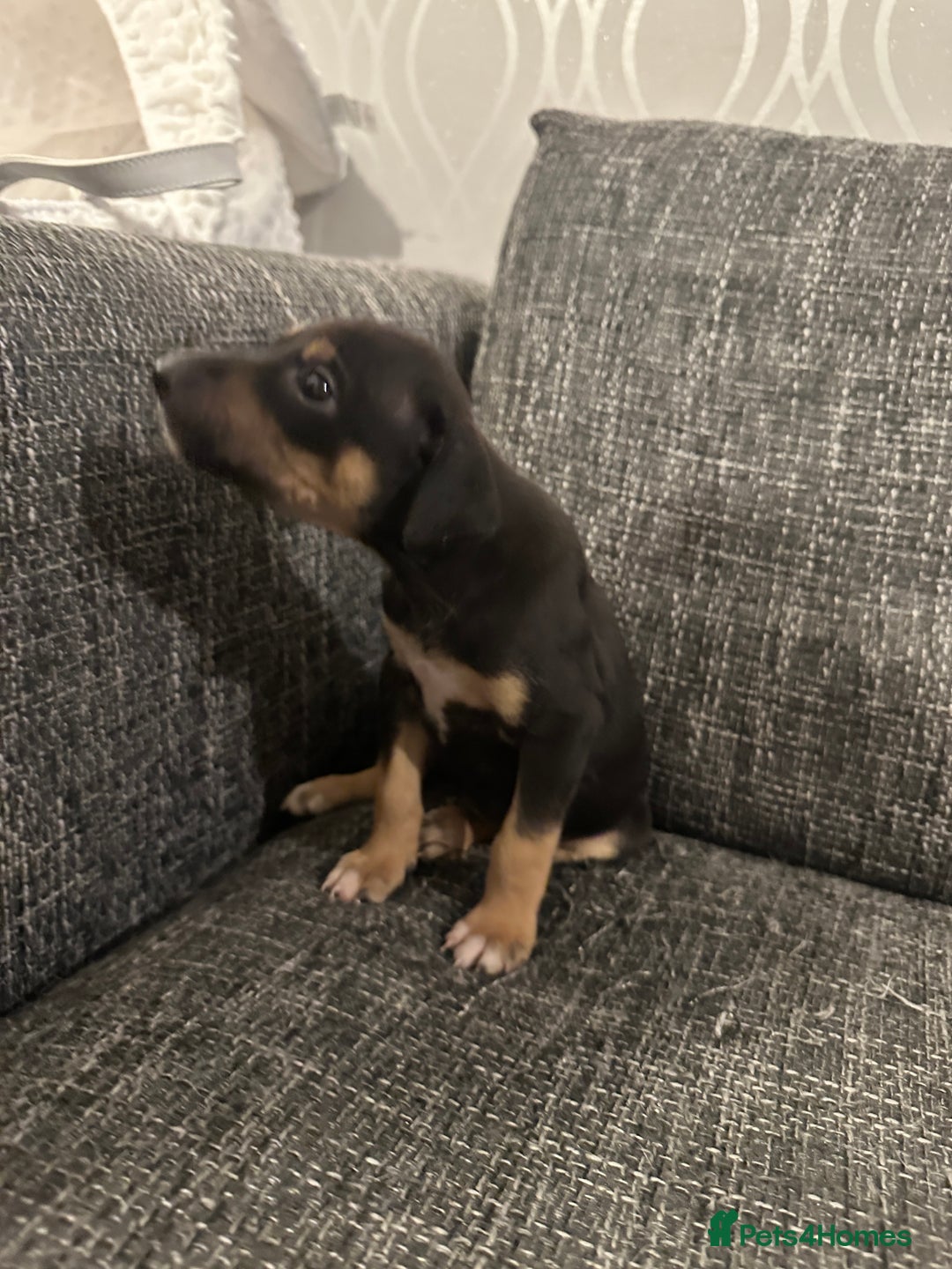 Mixed Breed dogs for sale: Bull X Lurchers - Working Lines - Image 9