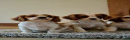 Cavalier King Charles Spaniel dogs for sale: ⭐️Cavalier King Charles puppies⭐️ - Advert 12