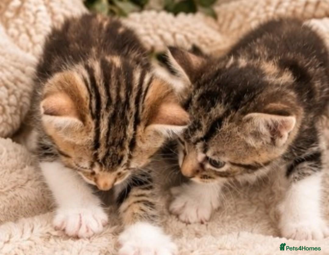 Mixed Breed cats Find a forever home for kittens🐈 - Advert 1
