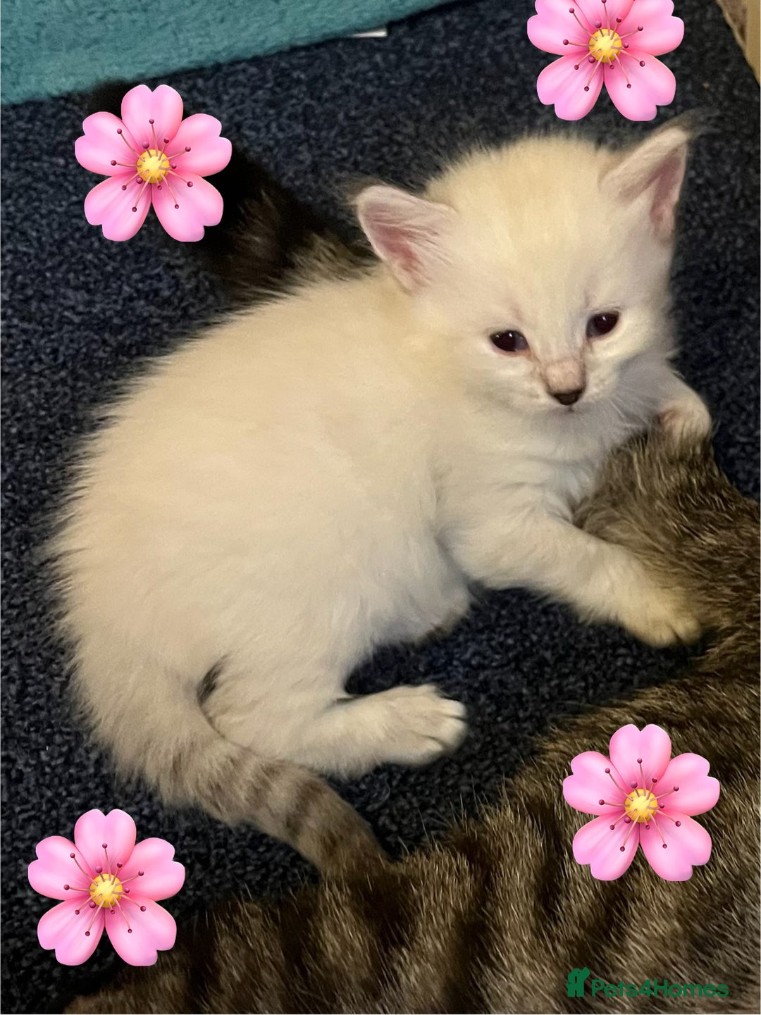 Mixed Breed cats for sale: Kittens for sale!  - Image 13