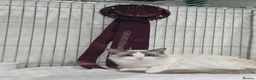 Ragdoll cats for sale: Gccf Registered Ragdoll kittens  in Prenton - Advert 10