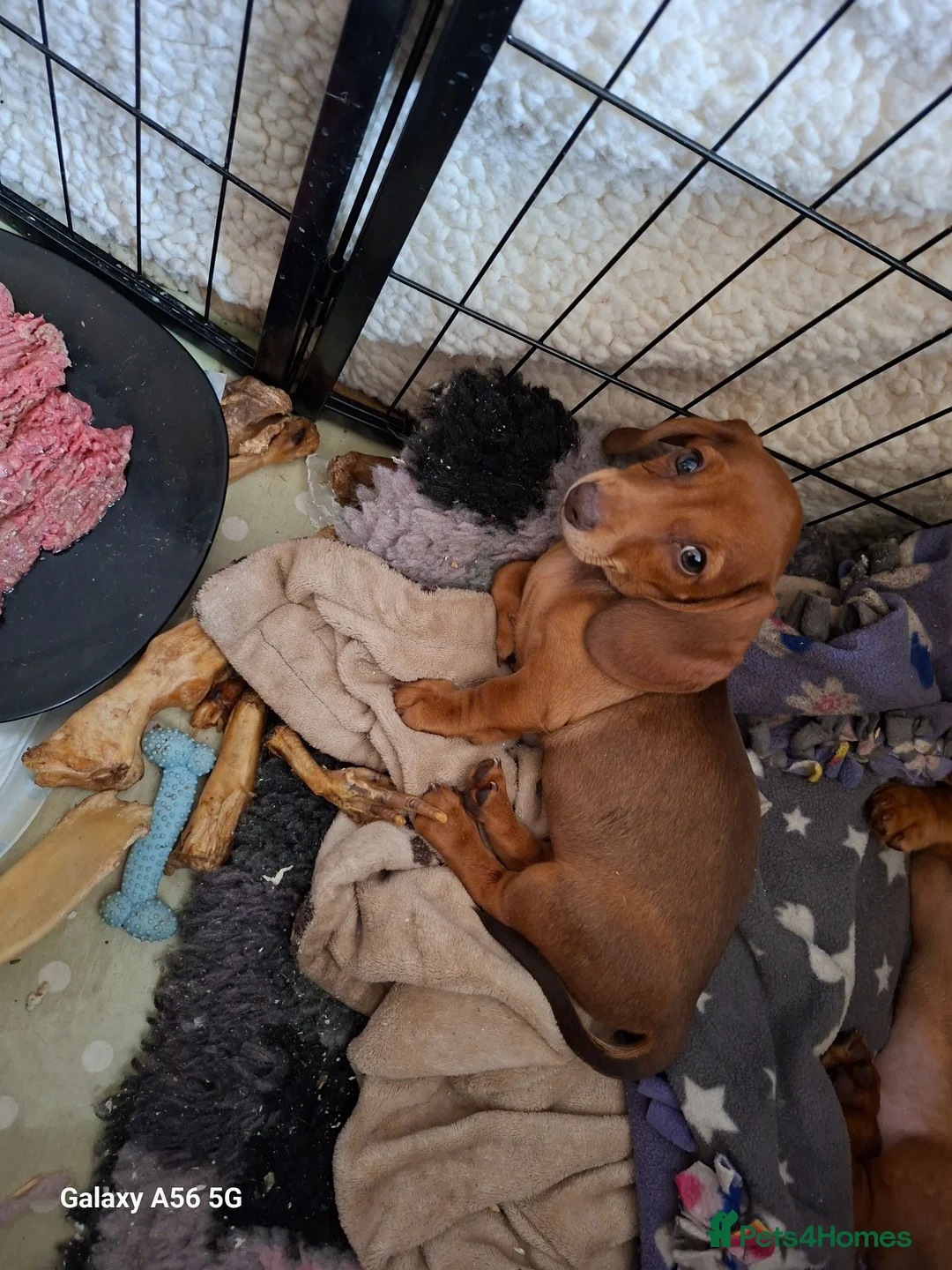 Miniature Dachshund dogs for sale: Lovely litte girl looking for her sofa - Advert 8