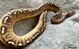 Python Snake reptiles for sale: Female royal pythons - Image 4