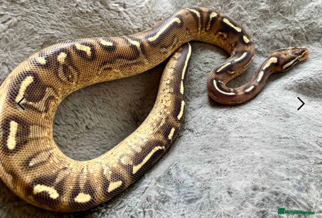 Python Snake reptiles for sale: Female royal pythons - Image 4