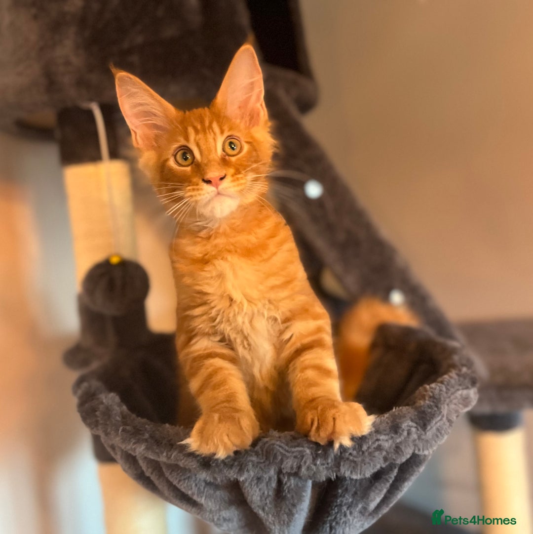 Maine Coon cats for sale: *READY* Stunning Tica Maine Coons - Image 25