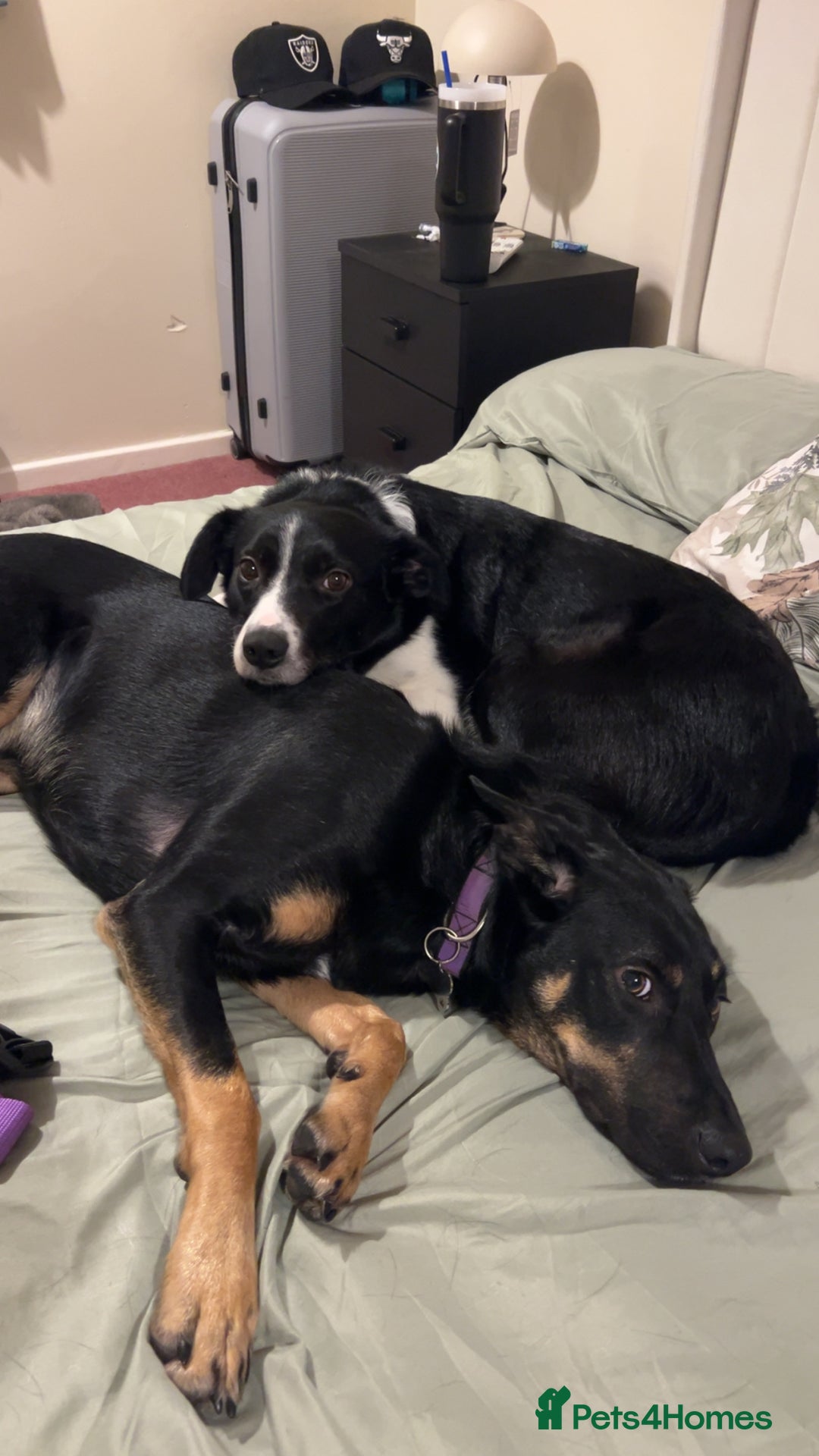 Australian Kelpie dogs for sale: Kal, Australian Kelpie  - Advert 2