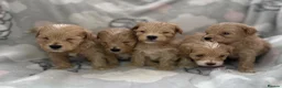 Maltipoo dogs for sale: Maltipoo puppies  - Advert 2