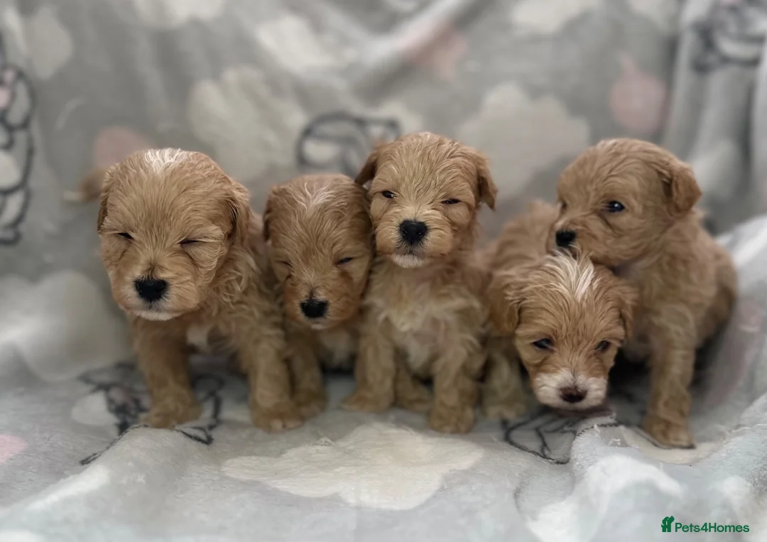 Maltipoo dogs for sale: Maltipoo puppies  - Advert 2