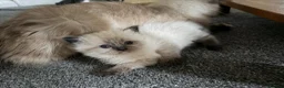 Mixed Breed cats for sale: Kittens for the best homes - Advert 39
