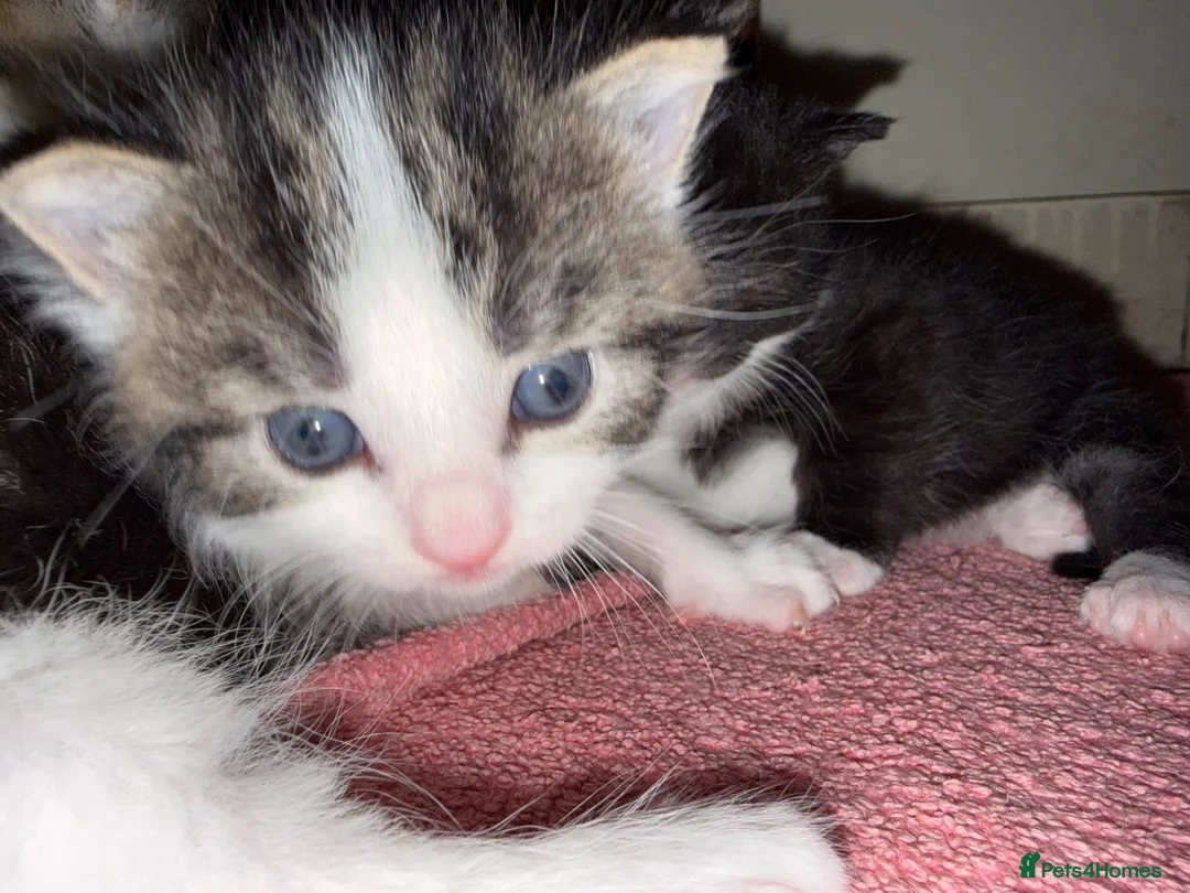 Mixed Breed cats for sale: 4 lovely kittens in Boston - Advert 2