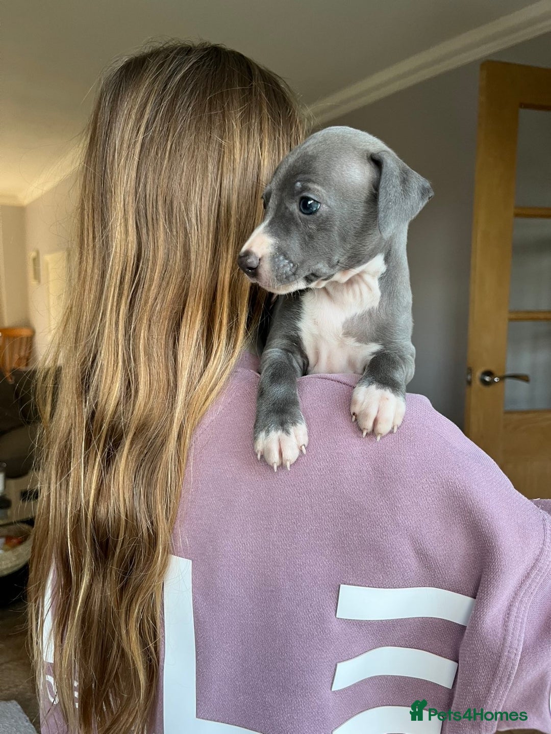 Italian Greyhound dogs for sale: 🐾kc registered Italian greyhound puppies 🐾 - Image 12