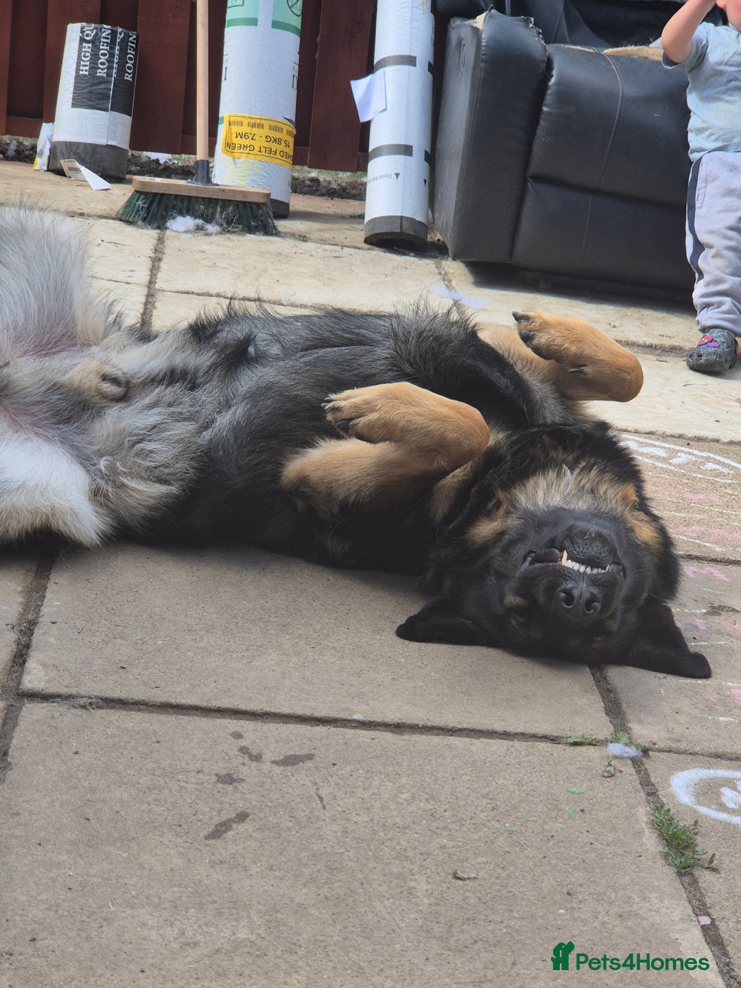 German Shepherd dogs for sale: German shepherd  - Advert 10