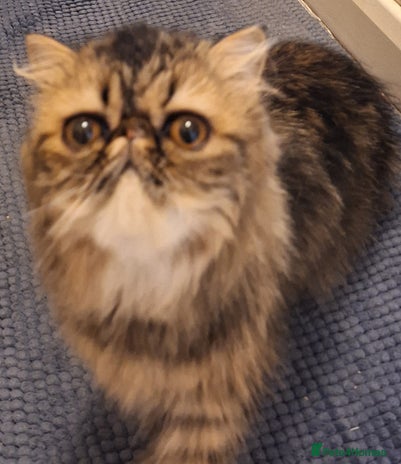 Persian cats - Advert 1