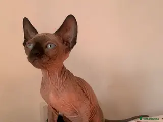 Sphynx cats Beautiful babies - Advert 1