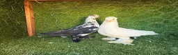 Pigeons birds for sale: Premium Breeding Pigeons Top Quality Pairs Availab - Advert 28