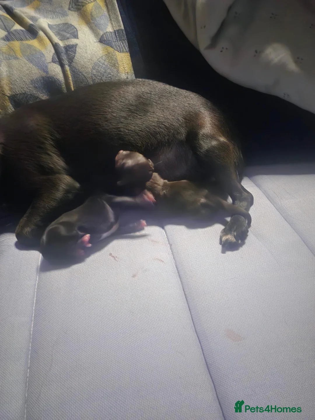 Chihuahua dogs for sale: Chihuahua babies  in Erith - Advert 2