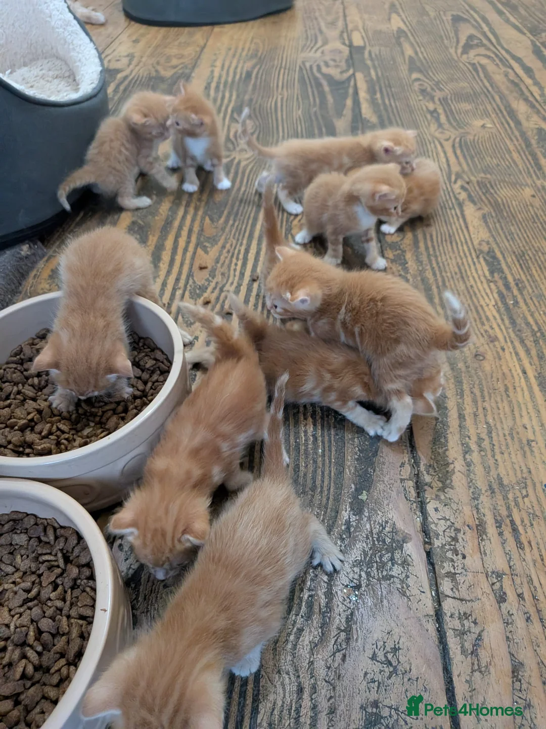 Mixed Breed cats for sale: Bengal and British shorthair - Advert 4