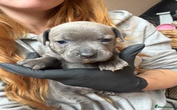 Staffordshire Bull Terrier dogs for sale: Blue Staffordshire bull terrier pups  - Image 20