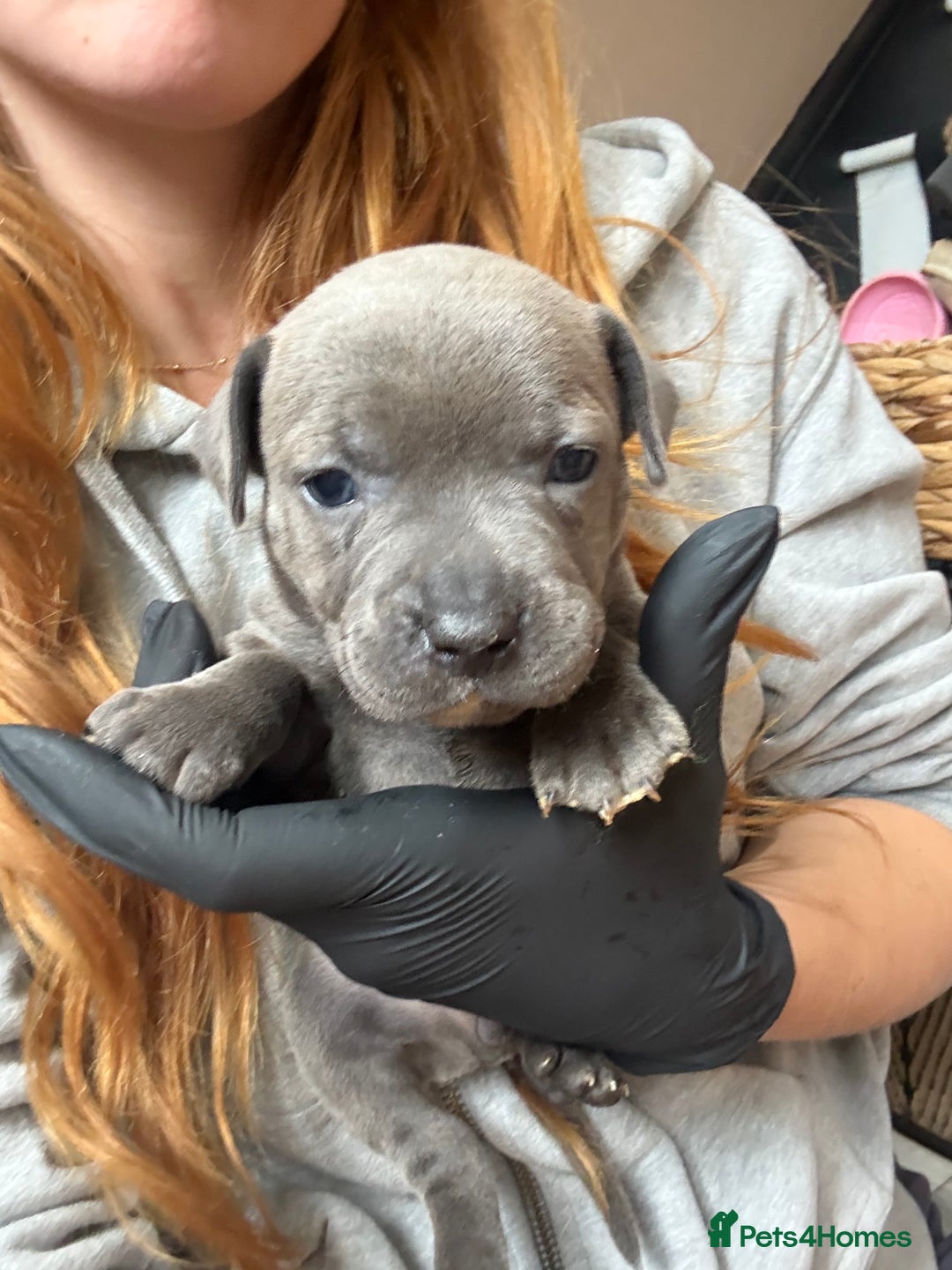 Staffordshire Bull Terrier dogs for sale: Blue Staffordshire bull terrier pups  - Image 20
