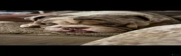 English Bulldog dogs for sale: Male bulldog  in Rotherham - Advert 9