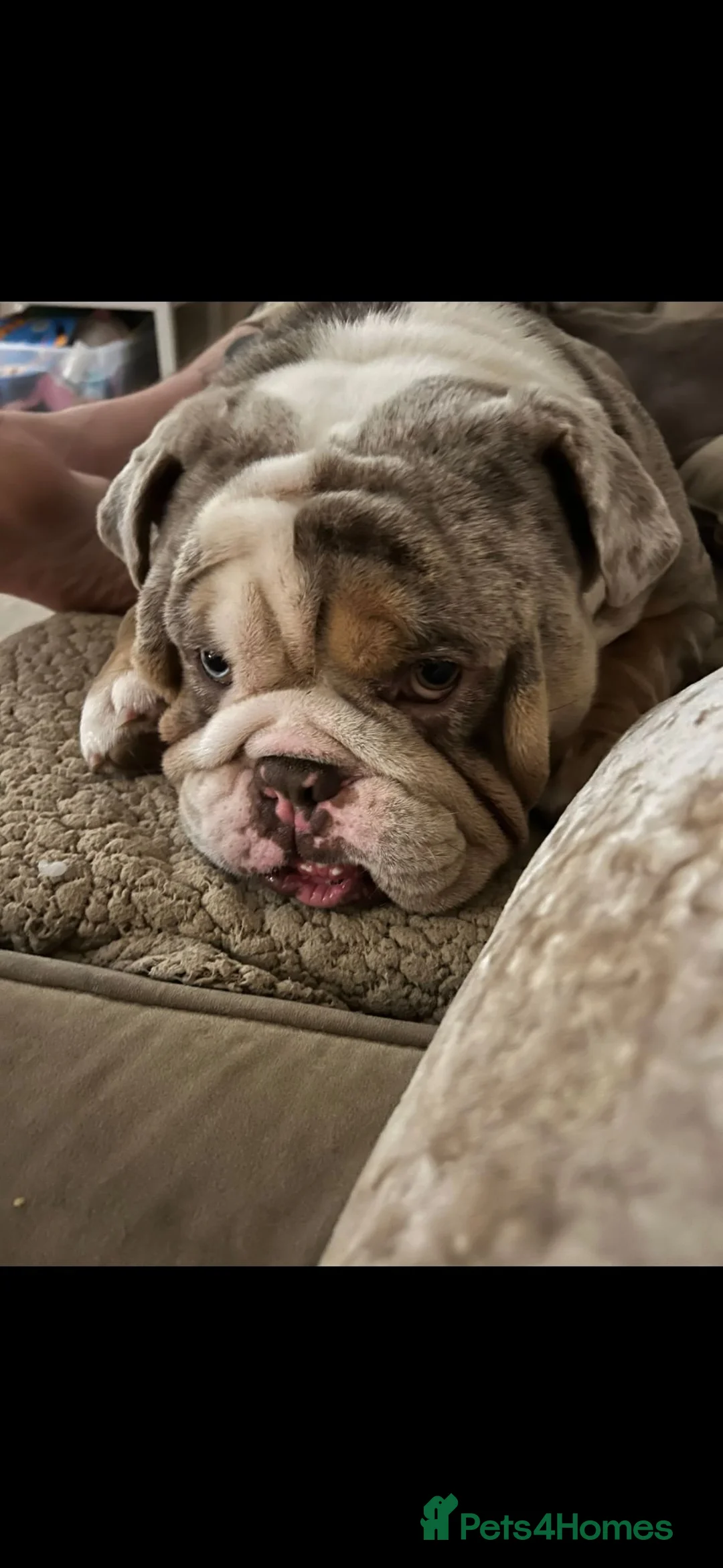 English Bulldog dogs for sale: Male bulldog  in Rotherham - Advert 9