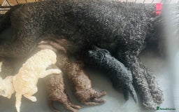 Standard Poodle dogs for sale: Standard poodle puppies - Image 2