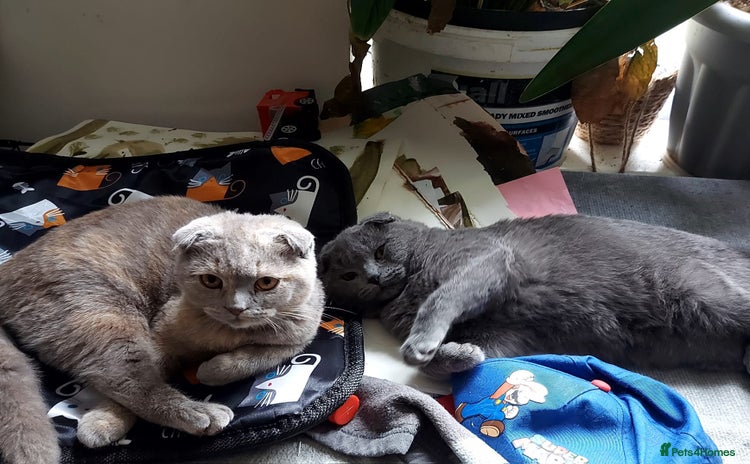 Scottish Fold cats in Peterborough - Advert 2