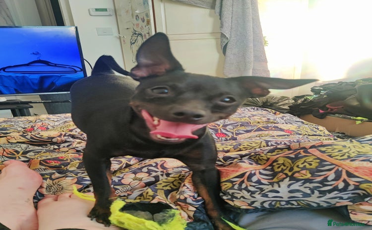Miniature Pinscher dogs - Advert 1