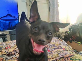 Miniature Pinscher dogs - Advert 4
