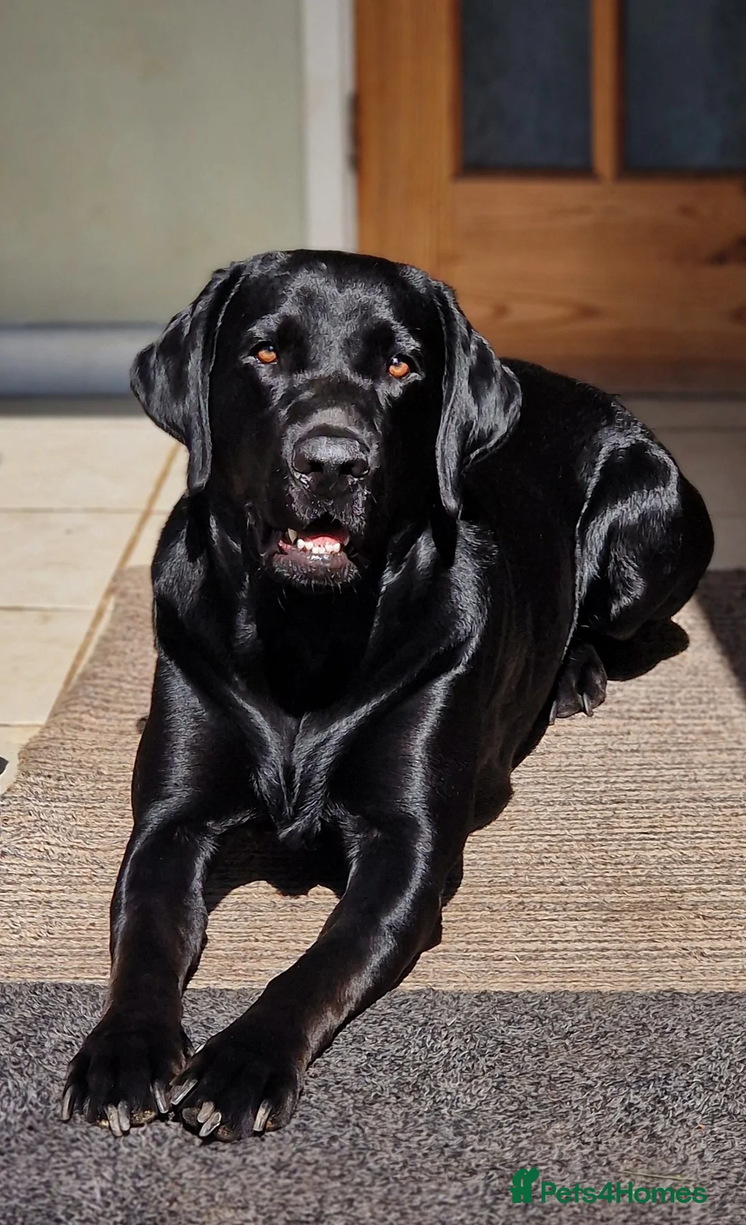 Labrador Retriever dogs for stud: Kc registered proven black lab for stud in Chichester - Advert 1