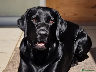 Labrador Retriever dogs Kc registered proven black lab for stud in Chichester - Advert 17