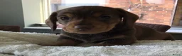Miniature Dachshund dogs for sale: SOMETHING A LITTLE DIFFERENT..MINI DACHSHUNDS  - Advert 6