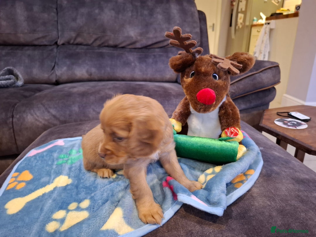 Cockapoo dogs for sale: F2 Cockapoos Puppies Gloucester - Advert 19