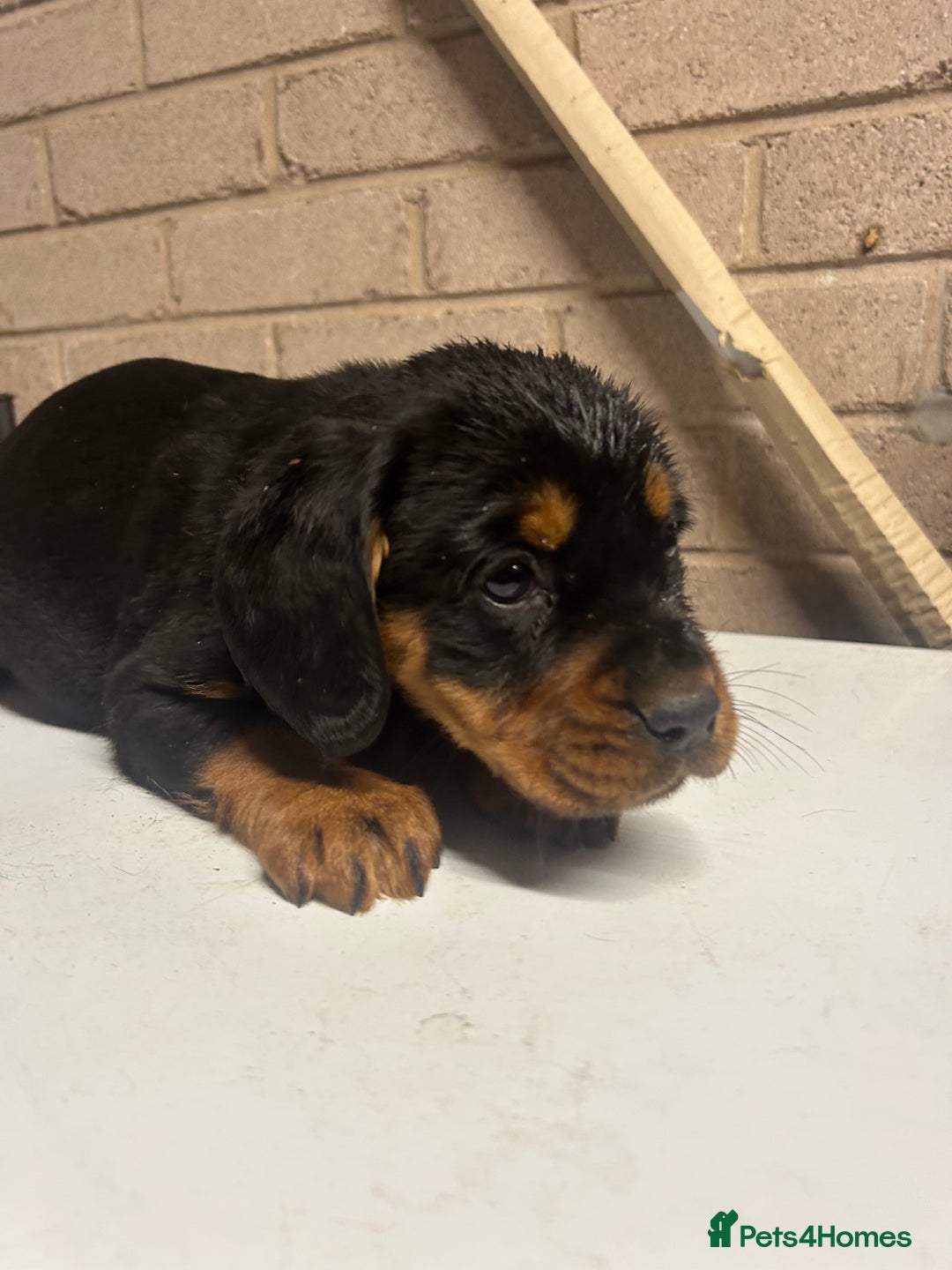 Mixed Breed dogs for sale: Cocker spaniel/Rottweiler  - Advert 12