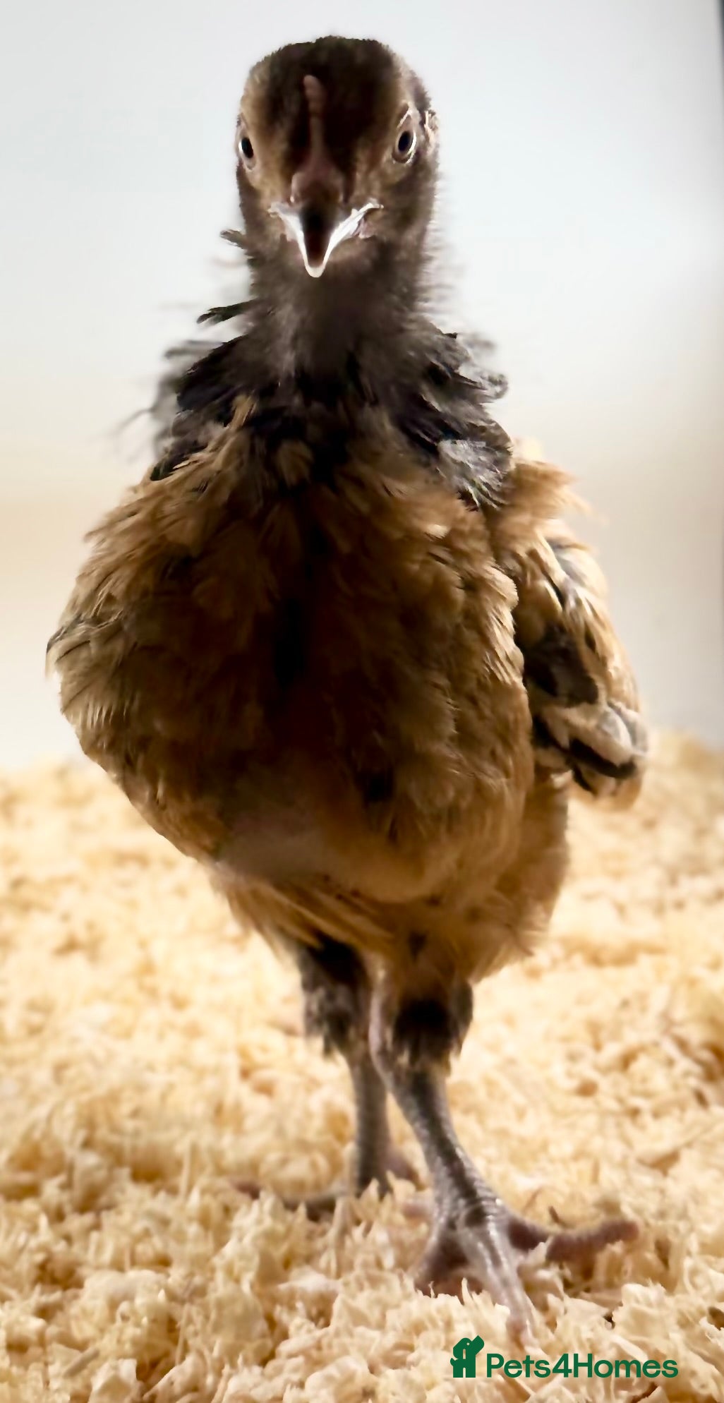 Chickens poultry Chicks, USA Bearded Silkies, Vorwerk, LF Brahma  in Wakefield - Advert 1